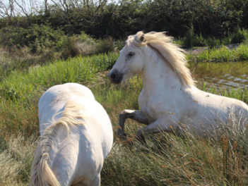 Stes Maries Mer- Découverte Camargue PRINTEMPS / BA-MA